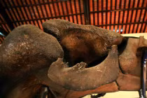 Choáng ngợp bộ xương 200 tuổi lớn nhất ĐNA của Việt Nam