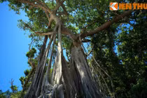 Siêu cổ thụ cổ quái trên đất Cù Lao Chàm