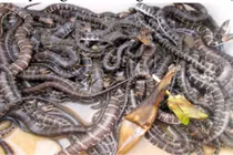 Thu nhập hàng trăm triệu nhờ nuôi rắn ri cá trong vèo