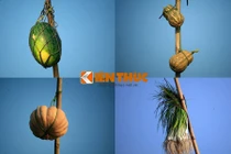 Khám phá chợ nổi đặc sắc nhất VN khiến Tây mê mẩn