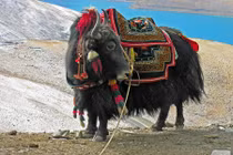 20 sự thật bất ngờ về xứ sở Tây Tạng (2) 