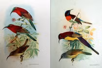 Hình độc về các loài chim VN trong sách cổ của Pháp (1)