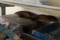 Hổ mang khổng lồ đập cửa, leo chấn song vào nhà