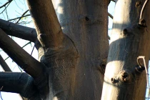 Ngắm “quái thụ” khổng lồ châu Phi giữa Sài Gòn