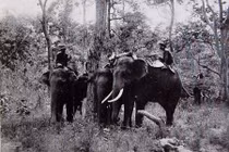 Ảnh độc về chuyến săn voi ở Tây Nguyên 100 năm trước 