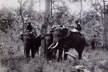 Ảnh độc về chuyến săn voi ở Tây Nguyên 100 năm trước 