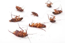 Khoa học cảnh báo loài gián đang trỗi dậy, “xâm chiếm” thế giới