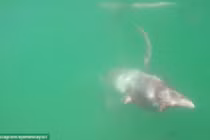 Bị thương, mực khổng lồ bám chặt ván chèo của người đàn ông