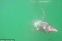 Bị thương, mực khổng lồ bám chặt ván chèo của người đàn ông