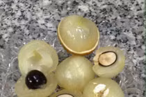 Trồng nhãn lạ, tiền lời nhiều hơn gấp 2-3 lần nhãn thường