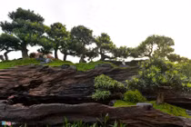 Độc đáo bộ tùng la hán giá 3 tỷ 