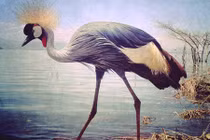 Những bức ảnh chụp từ iPhone ấn tượng nhất năm 2015 (1)