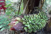 10 cây chuối quái dị khó tin ở Việt Nam