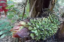 10 cây chuối quái dị khó tin ở Việt Nam