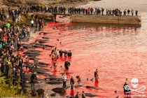 Cảnh thảm sát cá voi ở Faroe, bãi biển đỏ máu