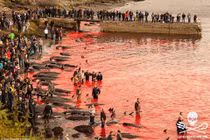 Cảnh thảm sát cá voi ở Faroe, bãi biển đỏ máu