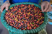 Khám phá nơi sản xuất cà phê xịn nhất thế giới 