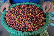 Khám phá nơi sản xuất cà phê xịn nhất thế giới 