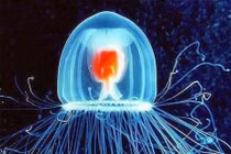 Khám phá loài sinh vật bất tử trên thế giới