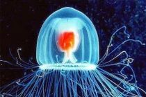 Khám phá loài sinh vật bất tử trên thế giới