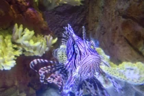 Khám phá thủy cung bằng ống kính điện thoại Zenfone Zoom