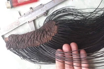 “Thần thánh hóa” lông công, lông đuôi voi