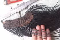 “Thần thánh hóa” lông công, lông đuôi voi