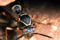 6 côn trùng nguy hiểm chết người đẫy rẫy ở VN mùa mưa