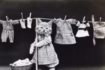 Ảnh "độc": Mèo mặc quần áo như người 100 năm trước