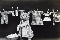 Ảnh "độc": Mèo mặc quần áo như người 100 năm trước