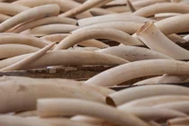 Phó thủ tướng chỉ đạo xử lý các vụ vận chuyển trái phép ngà voi