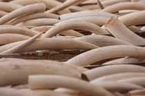 Phó thủ tướng chỉ đạo xử lý các vụ vận chuyển trái phép ngà voi