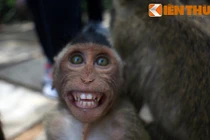 Lạc vào vương quốc của loài khỉ ở Sài Gòn