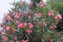 Bộ Y tế yêu cầu chặt nhiều loại cây có độc trong trường học