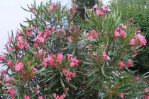 Bộ Y tế yêu cầu chặt nhiều loại cây có độc trong trường học