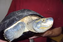 Giải mã “rùa thiêng nghìn đô” ở Nghệ An