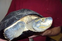 Giải mã “rùa thiêng nghìn đô” ở Nghệ An