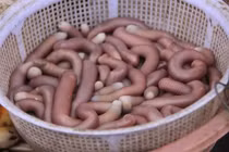 Sốc phản vệ sau khi ăn sá sùng