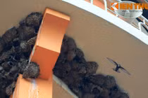 Ngắm quần thể tổ chim khổng lồ giữa lòng thành phố Việt Nam