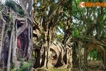 Kỳ lạ loạt cổ thụ mọc trên phế tích cổ ở Việt Nam