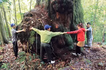 'Vương quốc Pơ mu' nghìn năm tuổi