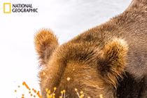 Ảnh dự thi National Geographic: Gấu nâu gặm cá hồi phọt cả trứng