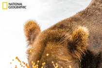 Ảnh dự thi National Geographic: Gấu nâu gặm cá hồi phọt cả trứng