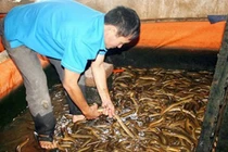 Bác tin nuôi lươn bằng thuốc tránh thai gây sốc dư luận