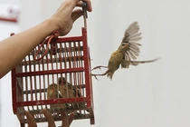 8 sai lầm cần tránh khi phóng sinh mùa Vu Lan