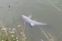 Clip: Câu được cá trắm ốc 27 kg ở Chương Mỹ, Hà Nội