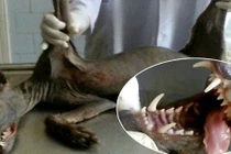 Dựng tóc gáy loài “quái vật” chuyên đi hút máu dê