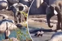 Trận chiến kỳ lạ đầy kịch tính giữa ngỗng và... voi