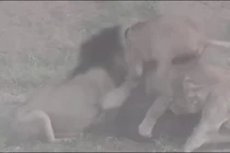 Video: Trâu rừng thoát chết thần kì trong vòng vây sư tử