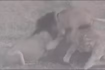 Video: Trâu rừng thoát chết thần kì trong vòng vây sư tử